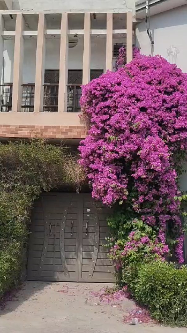 7 Marla Down Portion for Rent